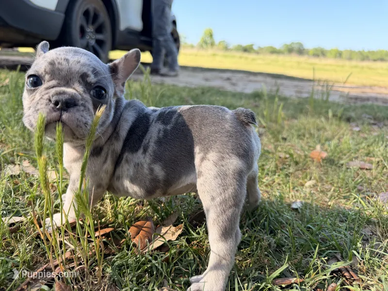 M2 – French Bulldog puppy for sale in Collins, GA