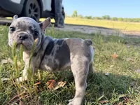 M2, a male French Bulldog for sale in Collins, GA – Photo 1 of 3