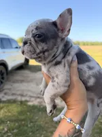 M2, a male French Bulldog for sale in Collins, GA – Photo 2 of 3