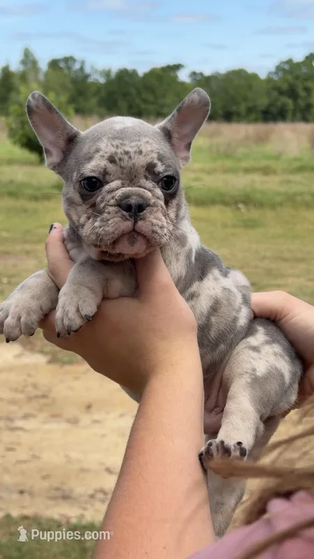 M2 – French Bulldog puppy for sale in Collins, GA
