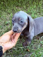 Blue male, a male Miniature Dachshund for sale in Collins, GA – 4 of 7