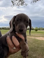 Blue male, a male Miniature Dachshund for sale in Collins, GA – 2 of 7