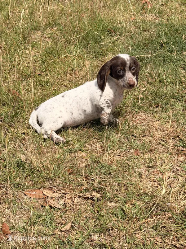 Freckles – Miniature Dachshund puppy for sale in Collins, GA