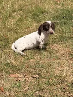 Freckles, a female Miniature Dachshund for sale in Collins, GA – Photo 1 of 5