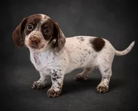 Freckles, a female Miniature Dachshund for sale in Collins, GA – Photo 3 of 5
