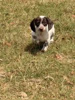 Freckles, a female Miniature Dachshund for sale in Collins, GA – Photo 2 of 5