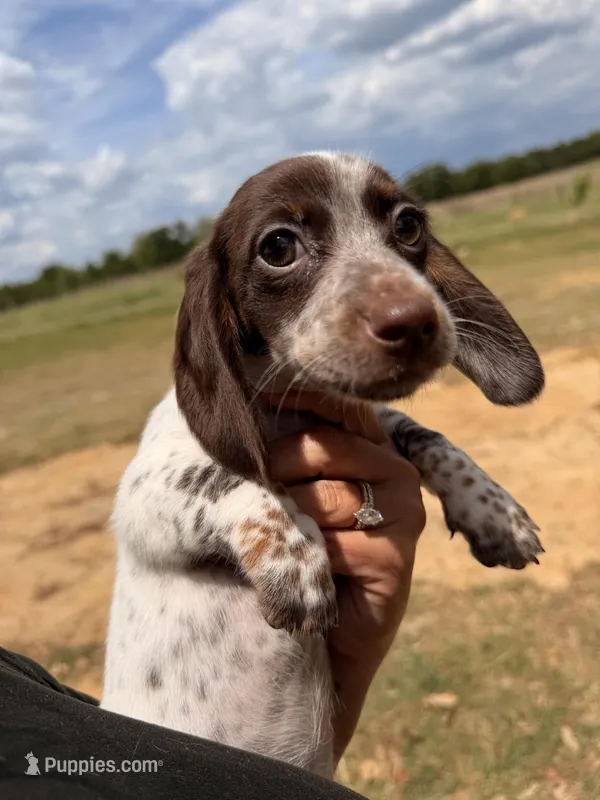 Freckles – Miniature Dachshund puppy for sale in Collins, GA