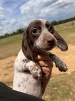 Freckles, a female Miniature Dachshund for sale in Collins, GA – Photo 4 of 5