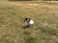 Freckles, a female Miniature Dachshund for sale in Collins, GA – Photo 5 of 5
