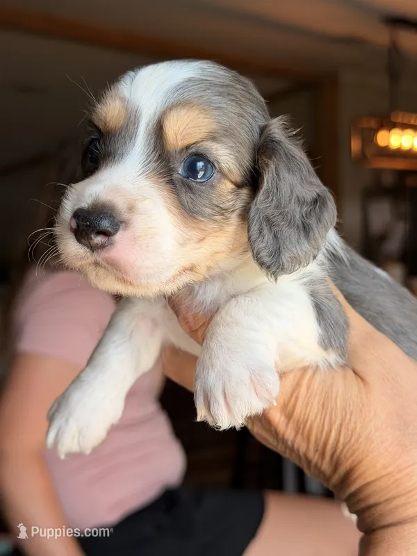 LH MALE  – Miniature Dachshund puppy for sale in Collins, GA