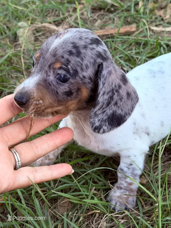 Otis  – Miniature Dachshund puppy for sale in Collins, GA