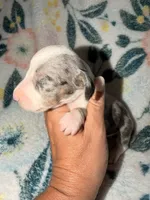 💕, a female Miniature Dachshund for sale in Collins, GA – 2 of 2
