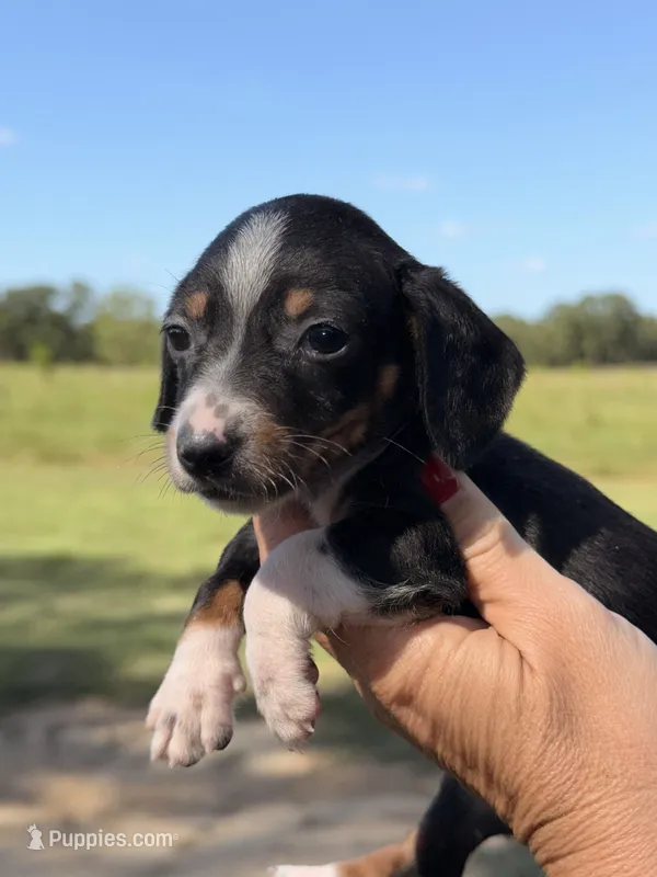 Shiloh – Miniature Dachshund puppy on hold in Collins, GA