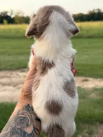 Jennie , a female Miniature Dachshund for sale in Collins, GA – 4 of 4