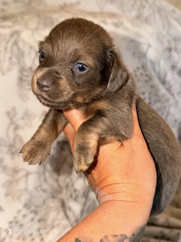Jasper – Miniature Dachshund puppy for sale in Collins, GA