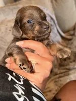 Jasper, a male Miniature Dachshund for sale in Collins, GA – Photo 3 of 3