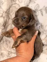 Jasper, a male Miniature Dachshund for sale in Collins, GA – Photo 2 of 3