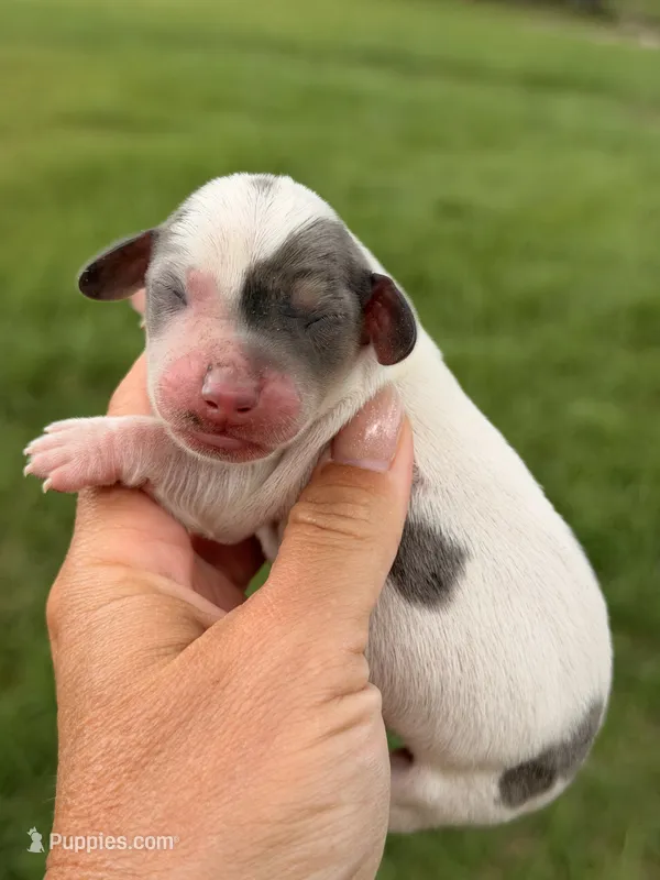 Ziggy  – Miniature Dachshund puppy for sale in Collins, GA