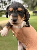 LH male, a male Miniature Dachshund for sale in Collins, GA – 2 of 4