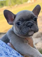 Fem 2, a female French Bulldog for sale in Collins, GA – Photo 1 of 3