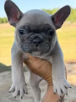 Fem 2, a female French Bulldog for sale in Collins, GA – Photo 3 of 3