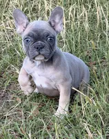 Fem2 💕, a female French Bulldog for sale in Collins, GA – 2 of 3