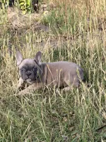 Fem2 💕, a female French Bulldog for sale in Collins, GA – 3 of 3