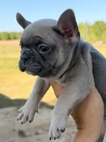Fem 2, a female French Bulldog for sale in Collins, GA – Photo 2 of 3