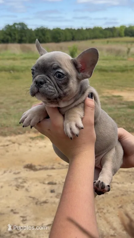 Fem 2 – French Bulldog puppy for sale in Collins, GA