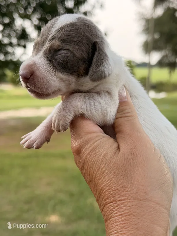 Cooper  – Miniature Dachshund puppy for sale in Collins, GA
