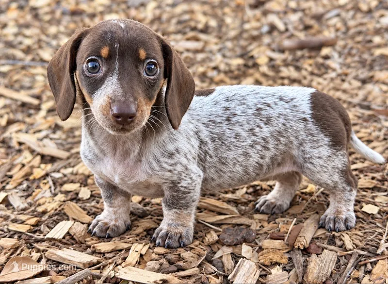 Pebbles – Miniature Dachshund puppy for sale in Collins, GA