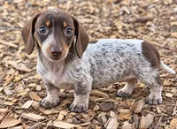Pebbles, a female Miniature Dachshund for sale in Collins, GA – 1 of 8
