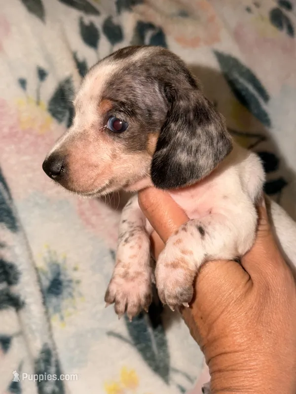 BOONE – Miniature Dachshund puppy for sale in Collins, GA