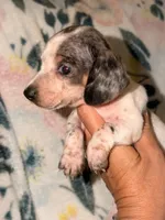 BOONE, a male Miniature Dachshund for sale in Collins, GA – 4 of 8