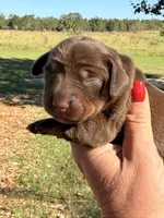Dutchess, a female Miniature Dachshund for sale in Collins, GA – 2 of 4