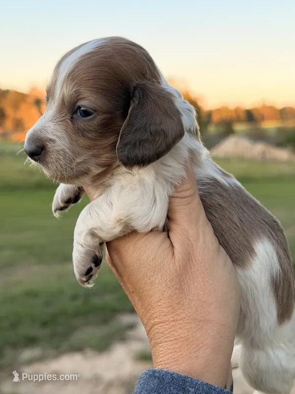 Samson -LH  – Miniature Dachshund puppy for sale in Collins, GA