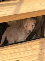 Male 1, a male Goldendoodle for sale in Collins, GA – Photo 2 of 5