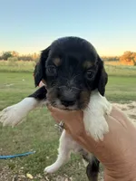 Dollie -LH, a female Miniature Dachshund for sale in Collins, GA – 2 of 4