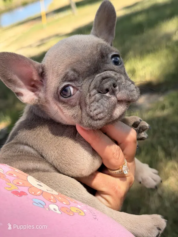 Male 3 – French Bulldog puppy for sale in Collins, GA