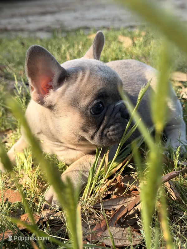 Male 3 – French Bulldog puppy for sale in Collins, GA
