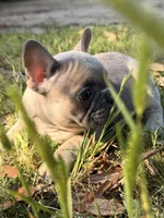 Male 3, a male French Bulldog for sale in Collins, GA – Photo 2 of 2
