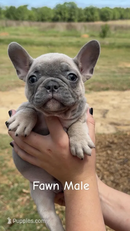 Male 3 – French Bulldog puppy for sale in Collins, GA