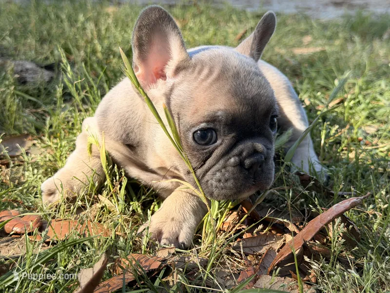 Male 3 – French Bulldog puppy for sale in Collins, GA