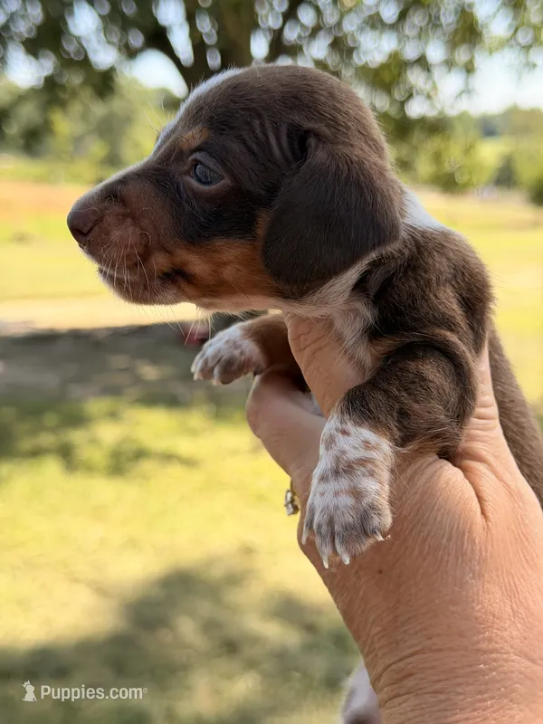 ROLO  – Miniature Dachshund puppy for sale in Collins, GA