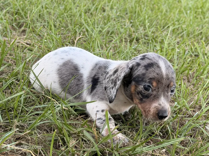 Otis  – Miniature Dachshund puppy for sale in Collins, GA