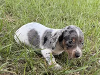 Otis , a male Miniature Dachshund for sale in Collins, GA – 4 of 6