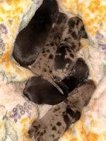 Dapple 1 , a male Miniature Dachshund for sale in Collins, GA – 3 of 4