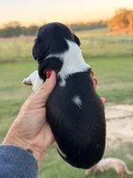 Elsie-Lh, a female Miniature Dachshund for sale in Collins, GA – 2 of 4