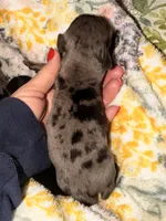 Dapple 1 , a male Miniature Dachshund for sale in Collins, GA – 4 of 4