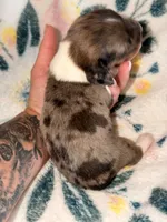 LH 💕, a female Miniature Dachshund for sale in Collins, GA – 2 of 3
